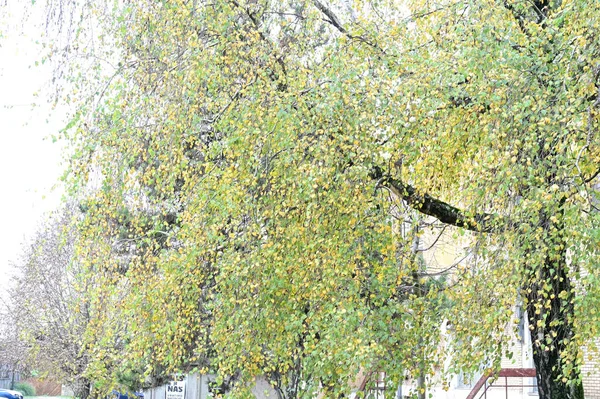 가지를 — 스톡 사진