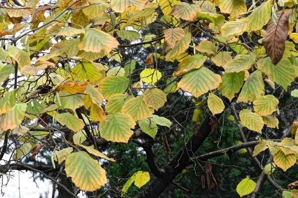秋の枝の眺め秋の季節のコンセプト — ストック写真