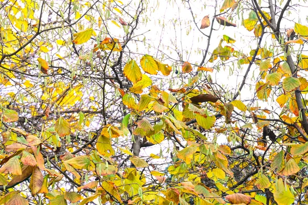 Blick Auf Herbstliche Äste Herbstsaisonkonzept — Stockfoto