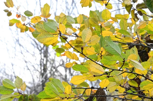 秋の枝の眺め秋の季節のコンセプト — ストック写真