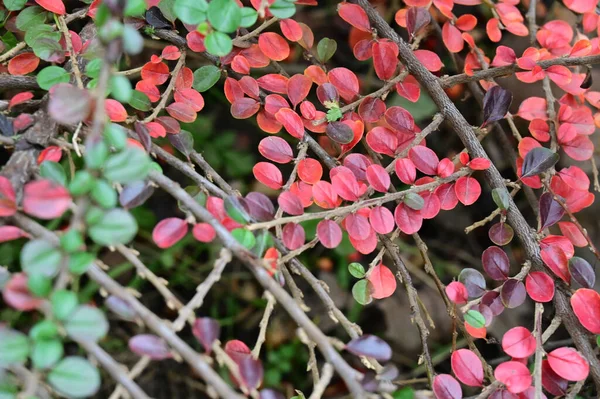 赤い秋の枝や秋の季節のコンセプト — ストック写真