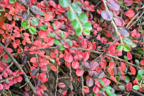 Άποψη Των Κόκκινων Φθινοπωρινών Κλάδων Έννοια Φθινοπωρινή Εποχή — Φωτογραφία Αρχείου