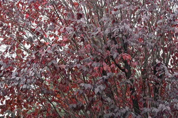Вид Красных Осенних Веток Концепция Осеннего Сезона — стоковое фото