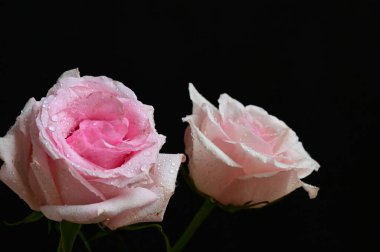 Siyah arka planda güzel beyaz ve pembe güller