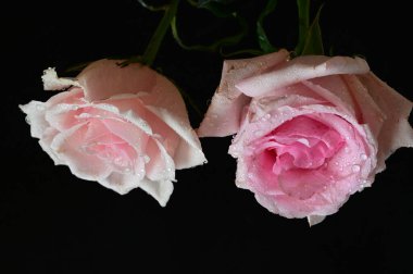 Siyah arka planda güzel beyaz ve pembe güller