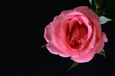 Siyah arka planda güzel pembe bir gül