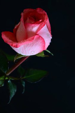 Siyah arka planda güzel pembe bir gül