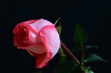 Siyah arka planda güzel pembe bir gül