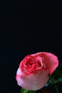 Siyah arka planda güzel pembe bir gül