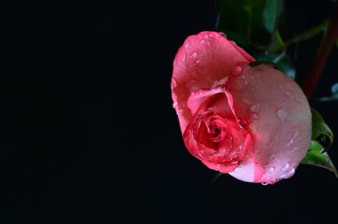 Siyah arka planda güzel pembe bir gül