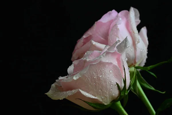Belles Roses Blanches Roses Sur Fond Noir — Photo