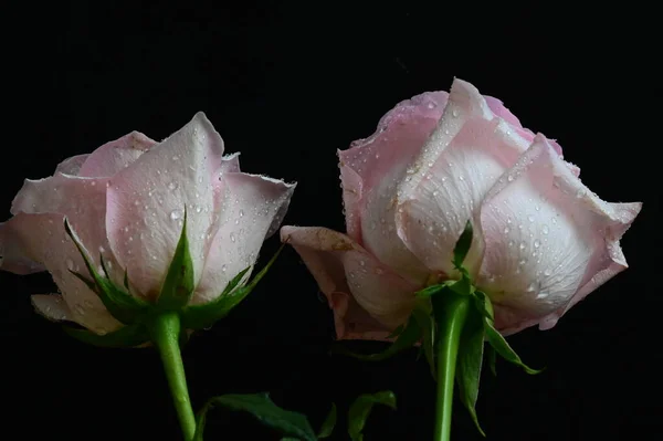 Όμορφα Λευκά Και Ροζ Τριαντάφυλλα Μαύρο Φόντο — Φωτογραφία Αρχείου