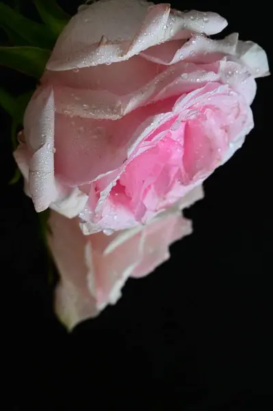 黑色背景上美丽的白色和粉色玫瑰 — 图库照片