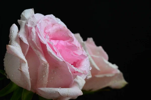 黒を背景にした美しい白とピンクのバラ — ストック写真