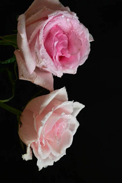 黑色背景上美丽的白色和粉色玫瑰 — 图库照片