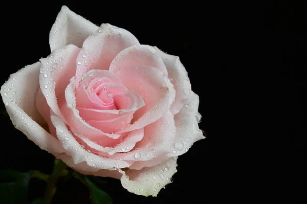 Hermosa Rosa Blanca Sobre Fondo Negro —  Fotos de Stock