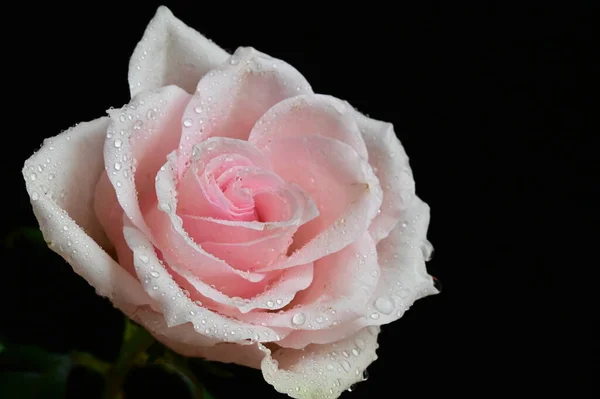 Trandafir Alb Frumos Fundal Negru — Fotografie, imagine de stoc