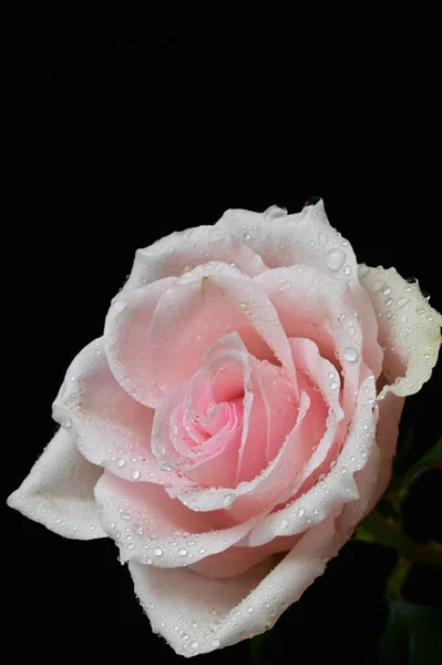 Schöne Weiße Rose Auf Schwarzem Hintergrund — Stockfoto