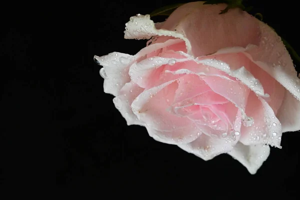 Krásná Bílá Růže Černém Pozadí — Stock fotografie