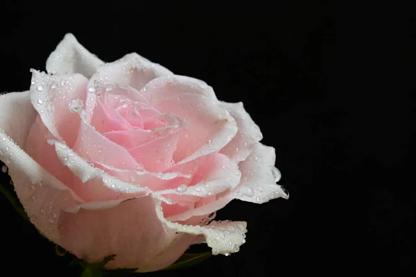 黑色背景上美丽的白玫瑰 — 图库照片