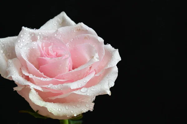 Όμορφο Λευκό Τριαντάφυλλο Μαύρο Φόντο — Φωτογραφία Αρχείου