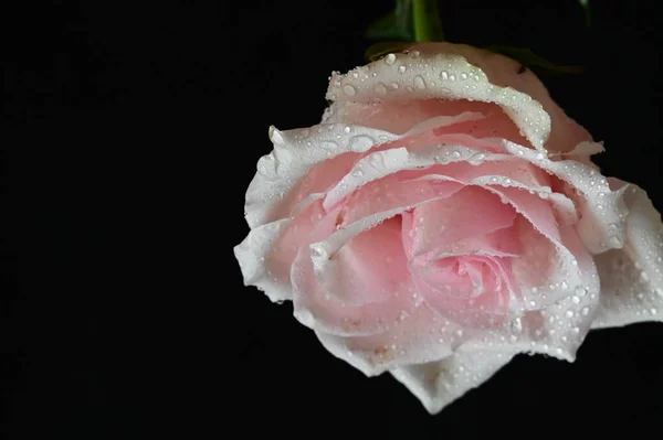Beautiful White Rose Black Background — Stock Photo, Image