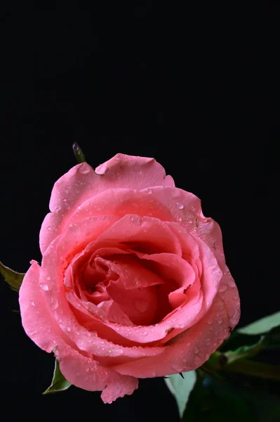 黑色背景上美丽的粉红玫瑰 — 图库照片