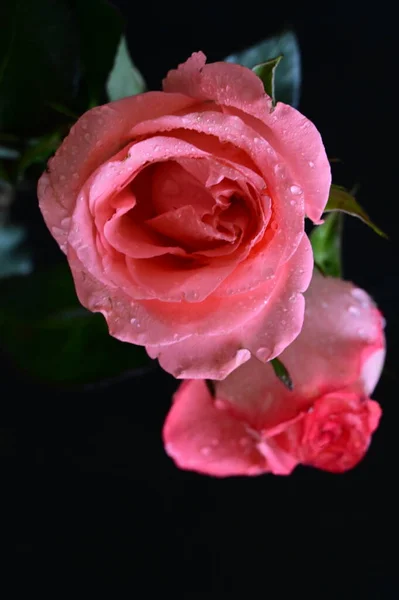 Hermosas Rosas Rosadas Sobre Fondo Negro —  Fotos de Stock
