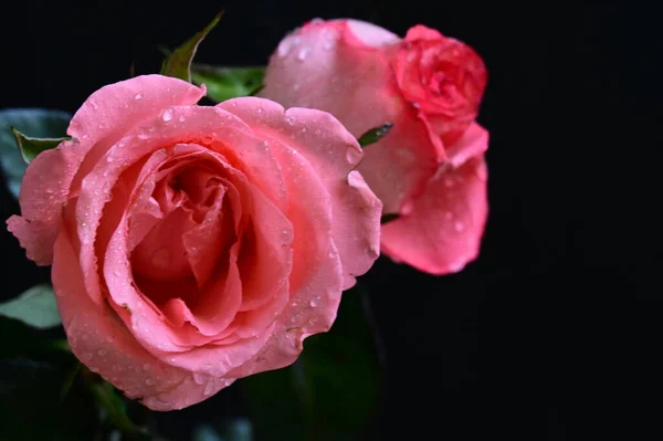 Mooie Roze Rozen Een Zwarte Achtergrond — Stockfoto