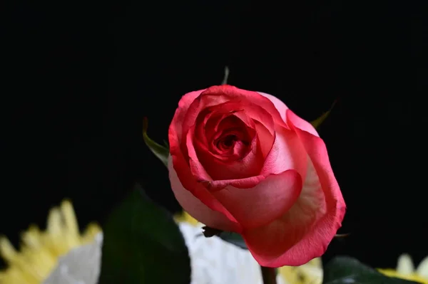 Красивый Цветок Розы Летняя Концепция Вид Сверху — стоковое фото