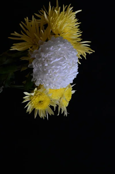 White Yellow Chrysanthemum Flowers Dark Background — Stock Photo, Image