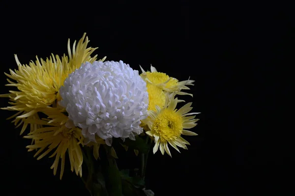 Bílé Žluté Květy Chryzantémy Tmavém Pozadí — Stock fotografie