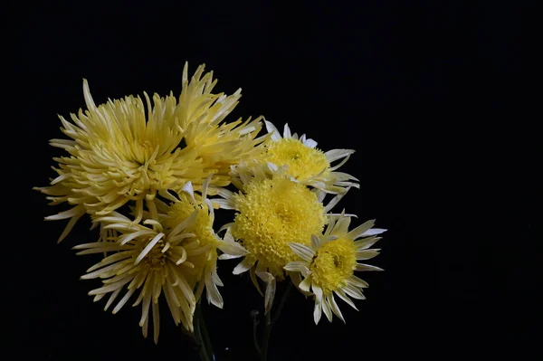 Yellow Chrysanthemum Flowers Dark Background — Stock Photo, Image