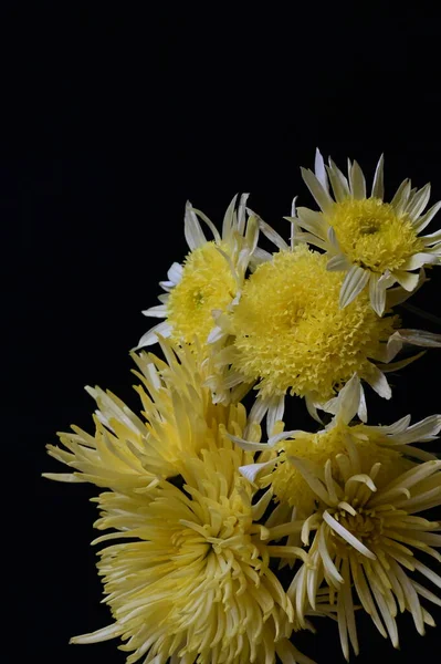 暗い背景に黄色の菊の花 — ストック写真