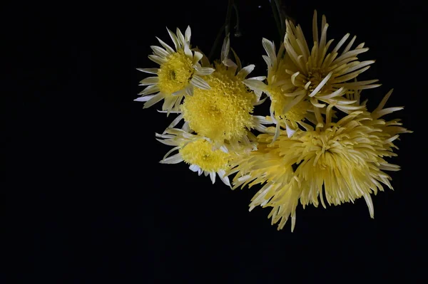 Gele Chrysant Bloemen Donkere Achtergrond — Stockfoto