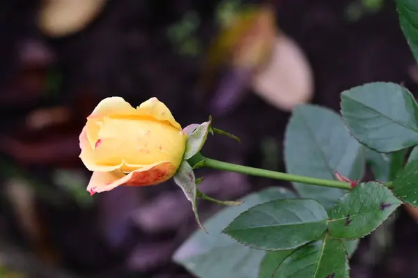Όμορφο Κίτρινο Τριαντάφυλλο Που Αναπτύσσεται Στον Κήπο — Φωτογραφία Αρχείου