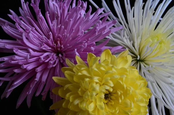 stock image white, pink and yellow chrysanthemum flowers on the dark background