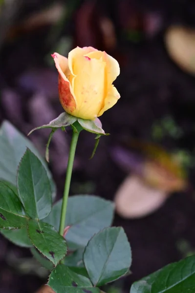 Schöne Gelbe Rose Die Garten Wächst — Stockfoto