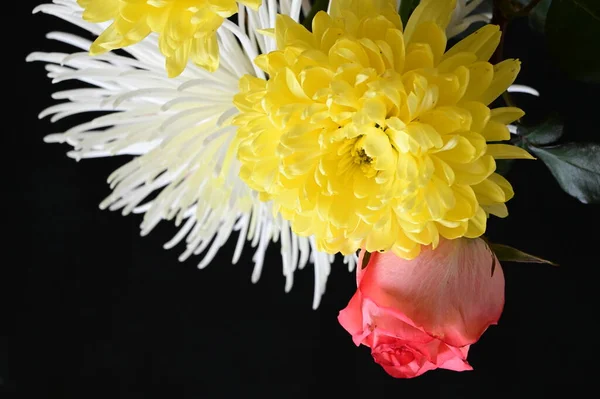 White Yellow Chrysanthemum Flowers Pink Rose Dark Background — Stock Photo, Image