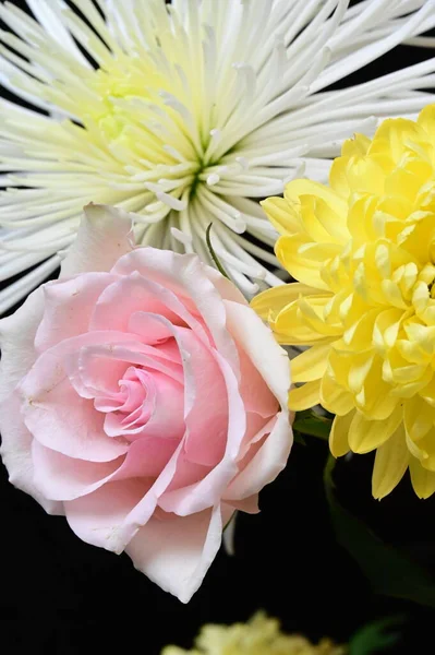 Weiße Und Gelbe Chrysanthemenblüten Mit Rosa Rose Auf Dunklem Hintergrund — Stockfoto