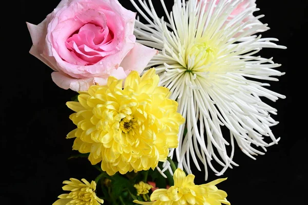 Белый Желтый Хризантемы Цветы Розовой Розой Темном Фоне — стоковое фото