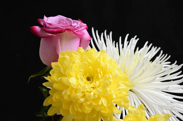 Fehér Sárga Krizantém Virágok Rózsaszín Rózsa Sötét Háttér — Stock Fotó