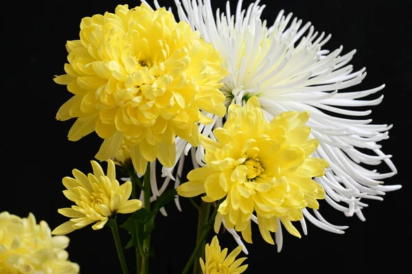 Fleurs Chrysanthème Blanc Jaune Sur Fond Sombre — Photo