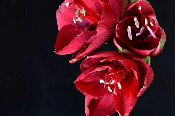 深色背景下美丽的红色花朵的近景 — 图库照片