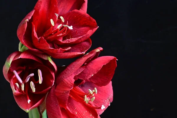 Zblízka Pohled Krásné Červené Květy Tmavém Pozadí — Stock fotografie