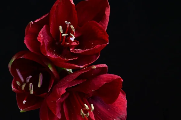 Vista Cerca Hermosas Flores Rojas Sobre Fondo Oscuro — Foto de Stock