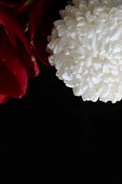 Білі Червоні Квіти Темному Фоні — стокове фото