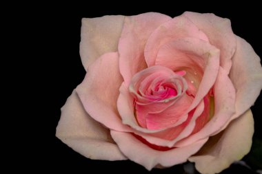 Güzel gül çiçeği, yakın plan, koyu arkaplan