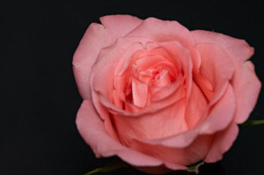 Güzel gül çiçeği, yakın plan, koyu arkaplan