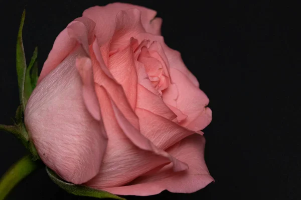 Bela Rosa Flor Close Fundo Escuro — Fotografia de Stock